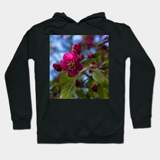 Apple blossoms Hoodie